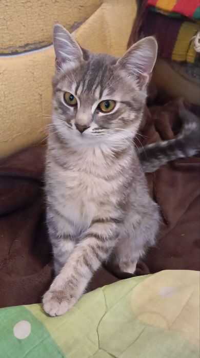 Кошеня напівбританец