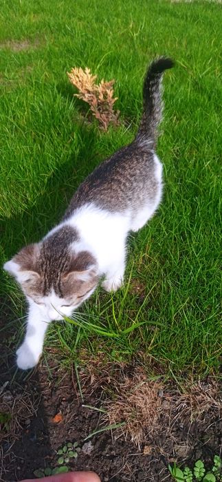 Котята. Три мальчика и одна девочка.