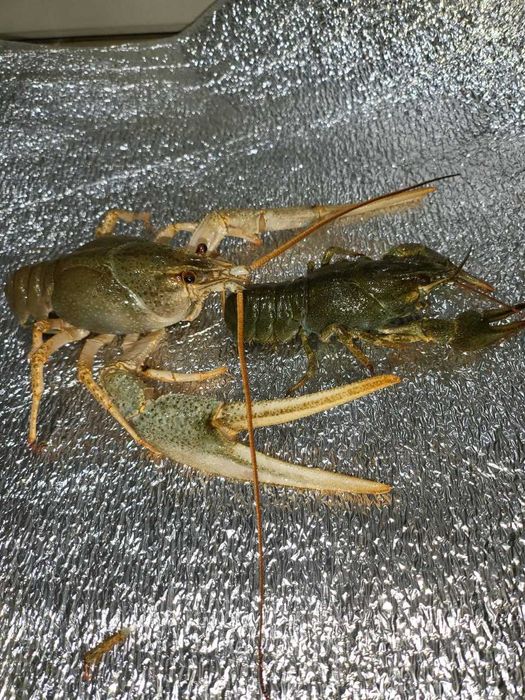 РАКИ  делікатес з чистих водойм