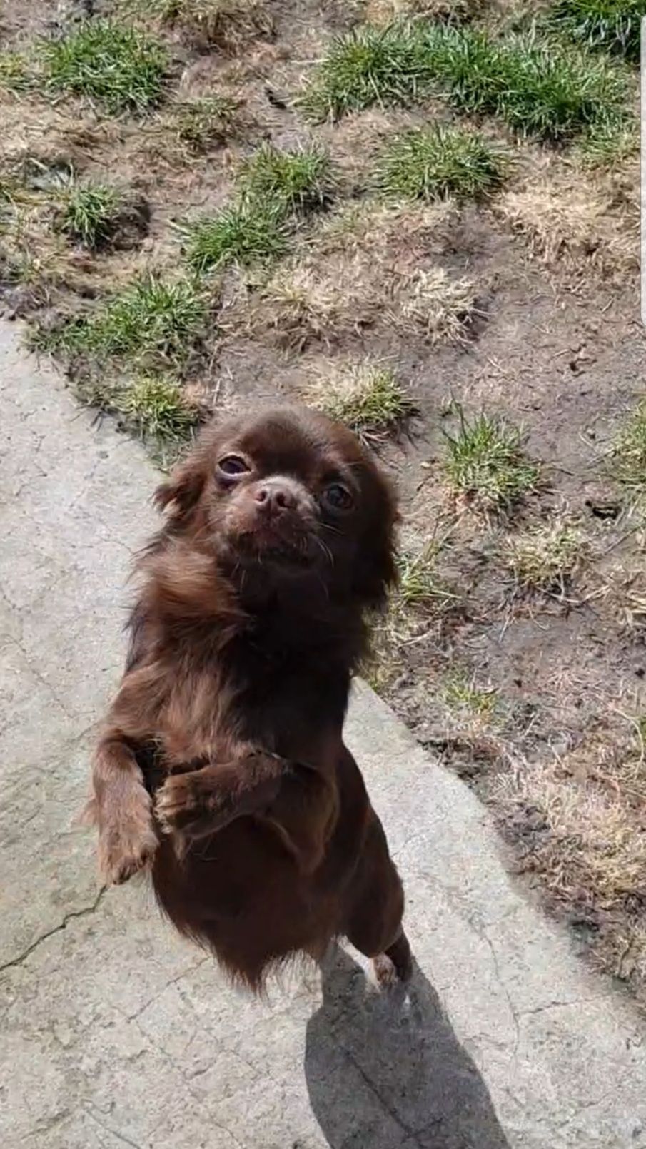 Chihuahua sunia długowłosa FCI