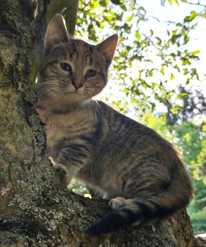 kotki do adopcji