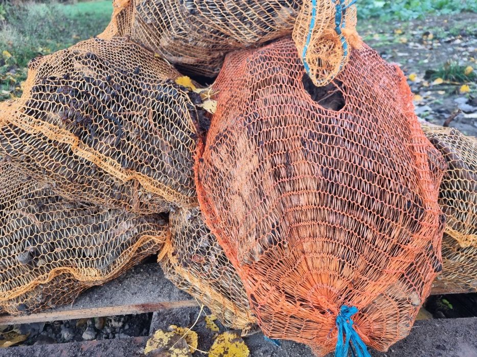 Rabarbar karpy sprzedam