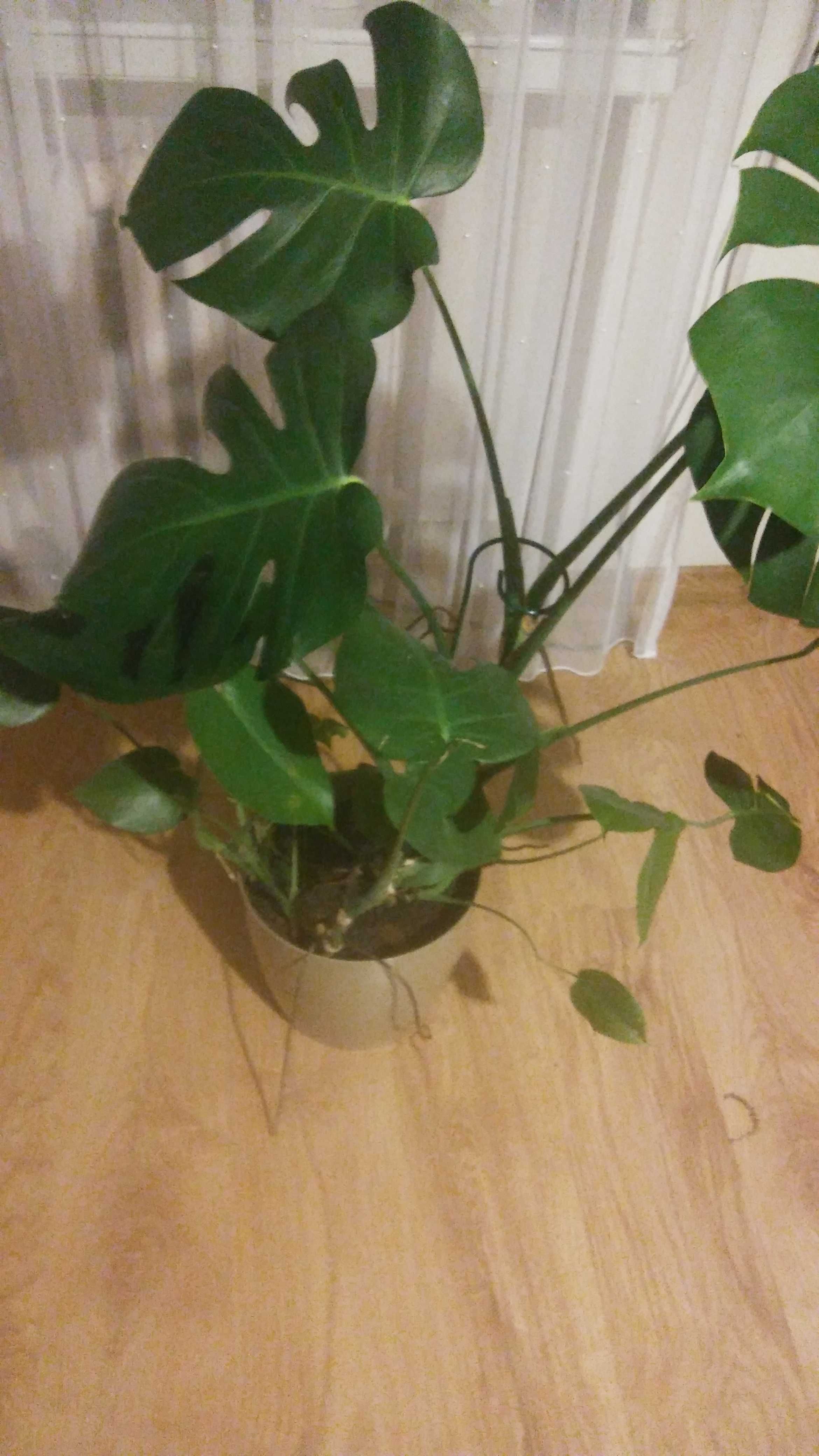 sadzonki monstera