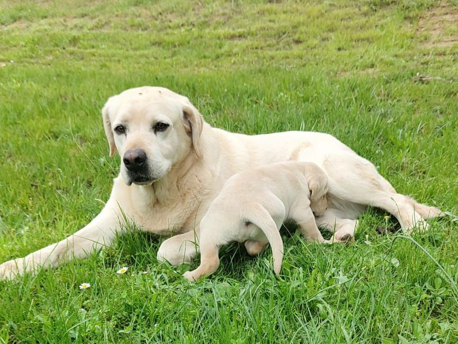 Labrador Retriever