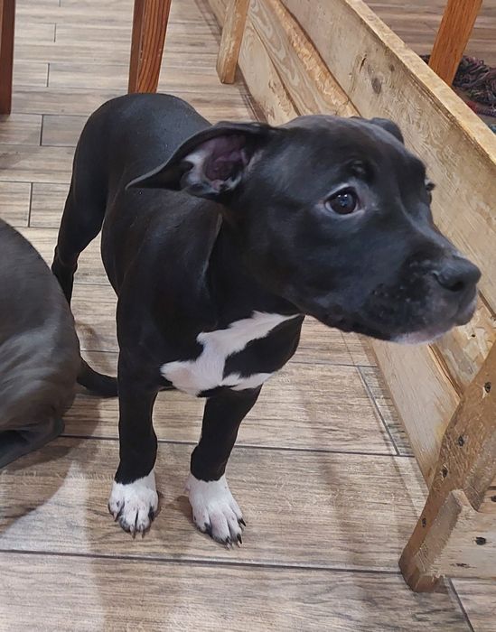 Амстаф, чорно-білі та сірі з гарним родоводом