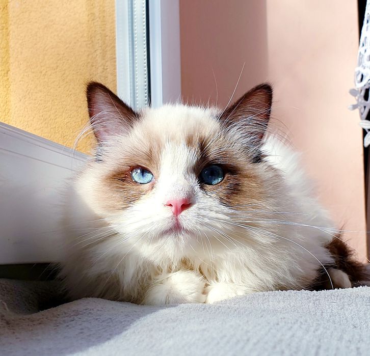 Słodka kotka Ragdoll FPL