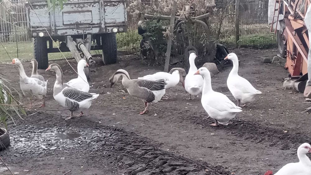 Sprzedam gęś żywe