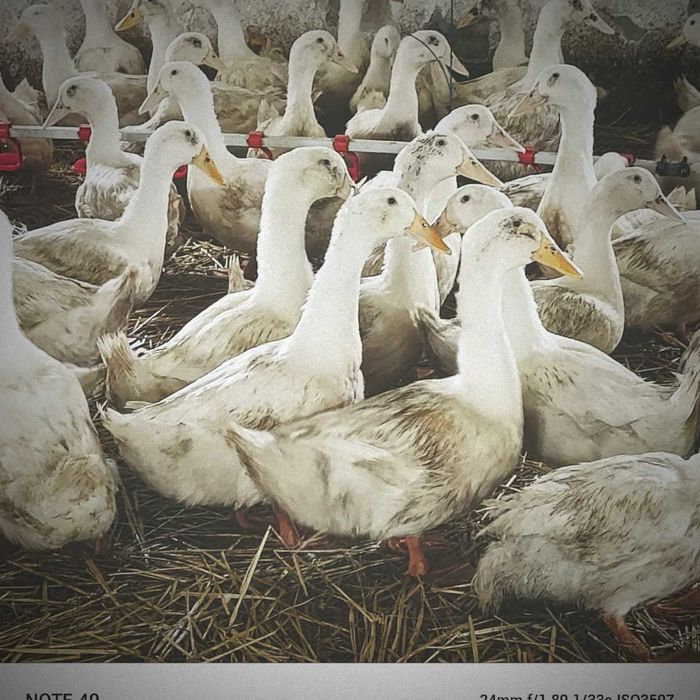 Качка живою вагою,добове каченя постійно в наявності .