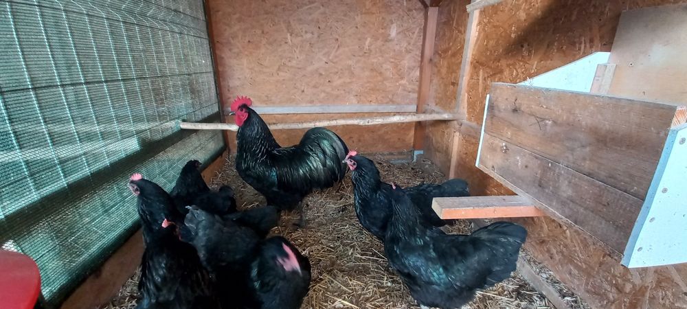 Jaja lęgowe Czubatki staropolskiej Barnavelder Australorp  Koguty