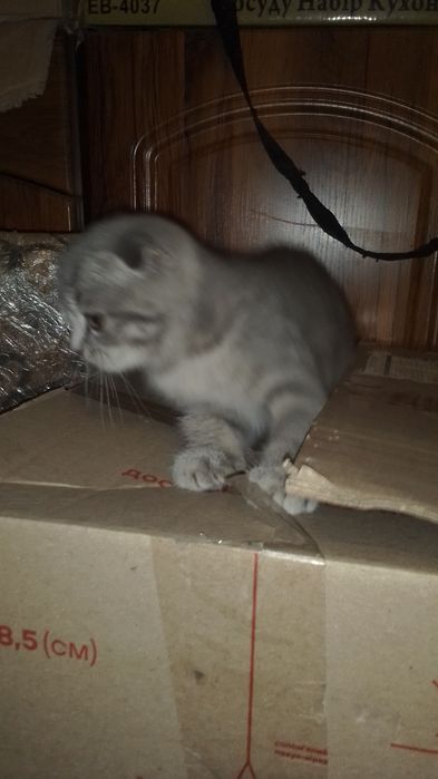 Продам шотландське кошеня.