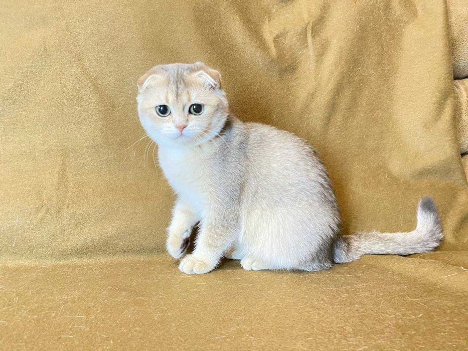Продаж котят проди Шотландська висловуха