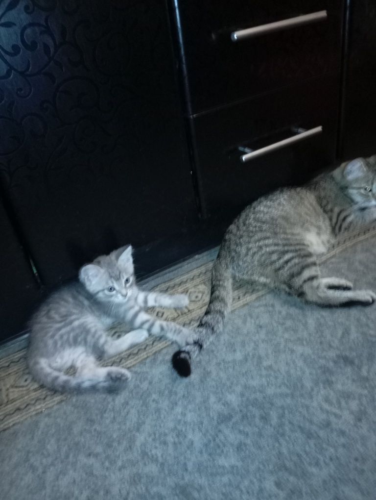 Кошка с котятами ищет дом