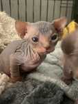 Sphynx Macho azul preto