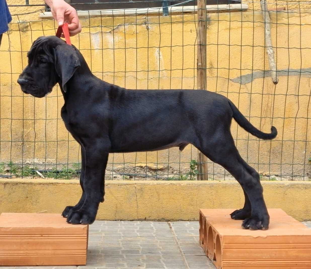 Filhote macho de Dogue Alemão à venda