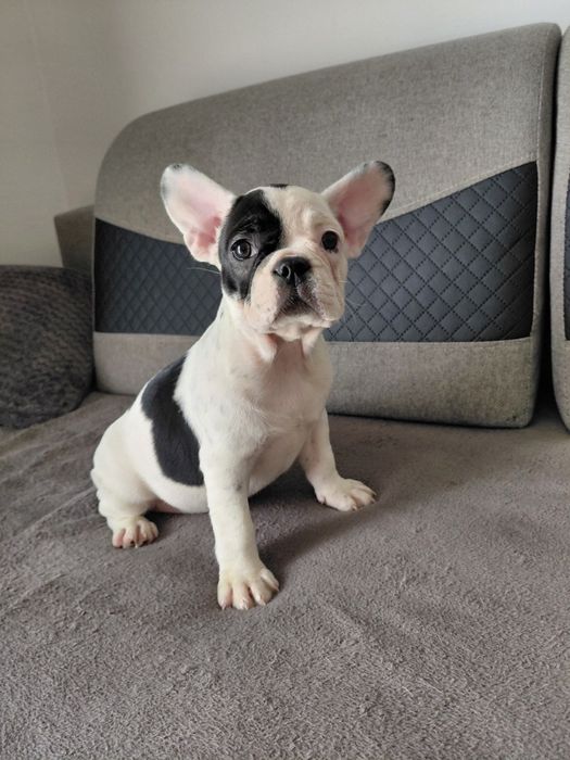 Buldog francuski - suczka