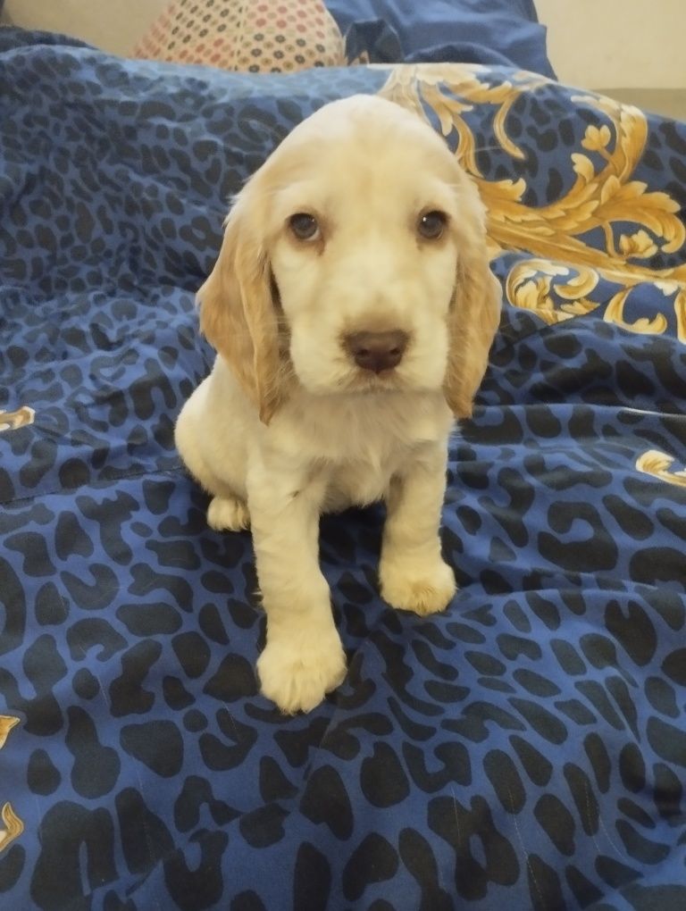 Cocker Spaniel Angielski jasno złoty piesek