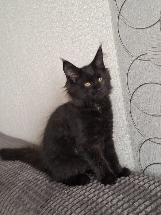 Sprzedam wyjątkowo piękną kotkę Maine Coon