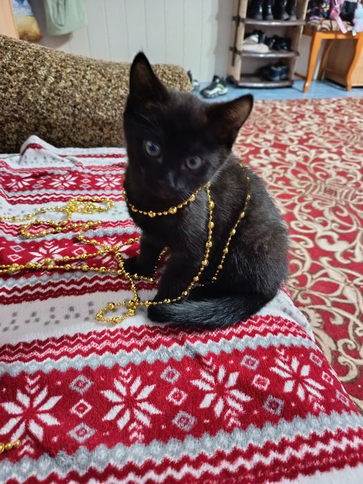 Віддам котика Безкоштовно