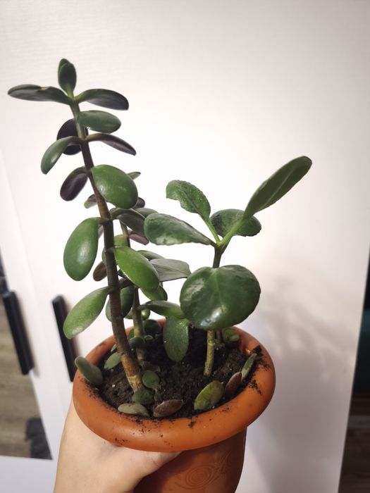 Набір рослинок грошове дерево каланхоє