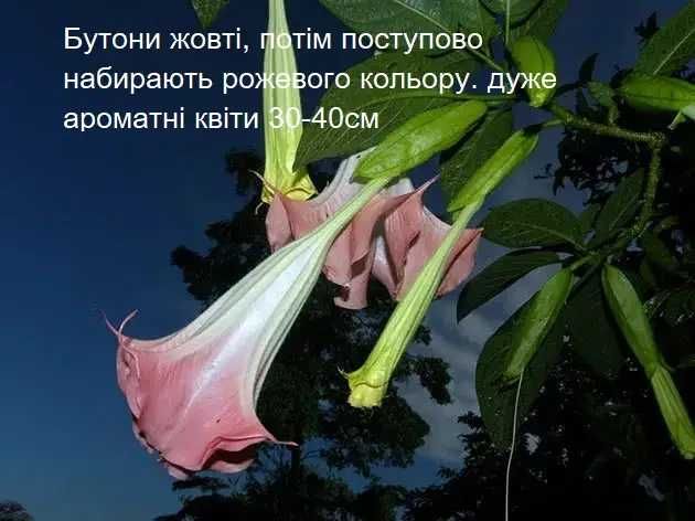 Бругмансия розовая очень ароматная Brugmansia suaveolens