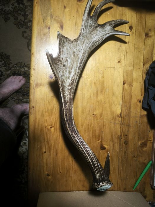 Poroże jedna sztuka