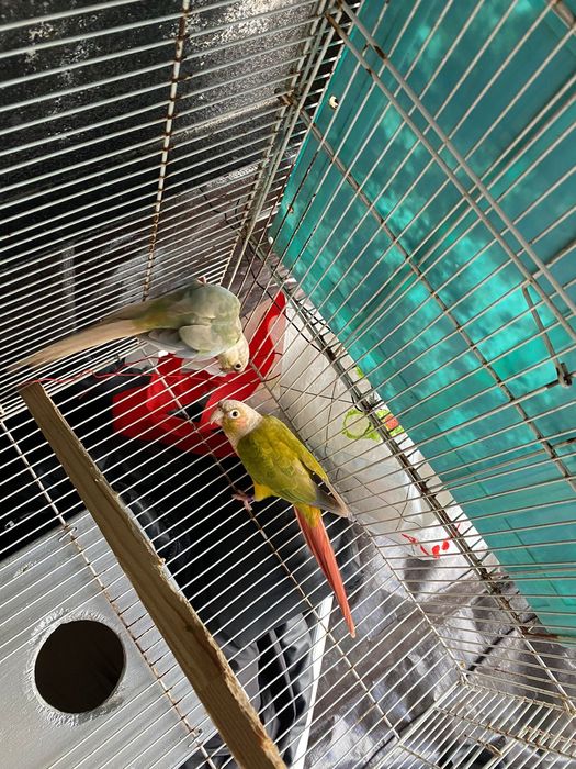 Troco por outras aves ao meu gosto