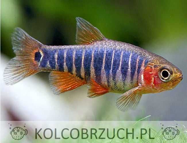 Danio erythromicron - Celestichthys - dowóz, wysyłka