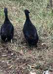 Patos cayuga ovos galados