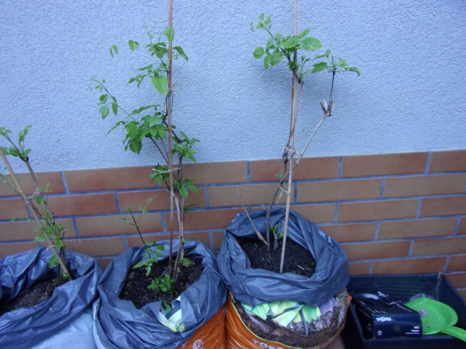powojniki clematis biały 20zł odbiór w Olsztynie
