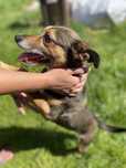Nuka suni do adopcji
