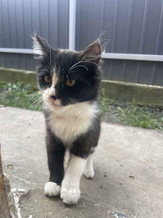 Віддам кошенят у добрі руки