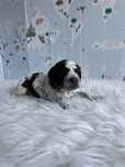Lagotto Romagnolo - brązowy-deresz piesek ZKwP FCI