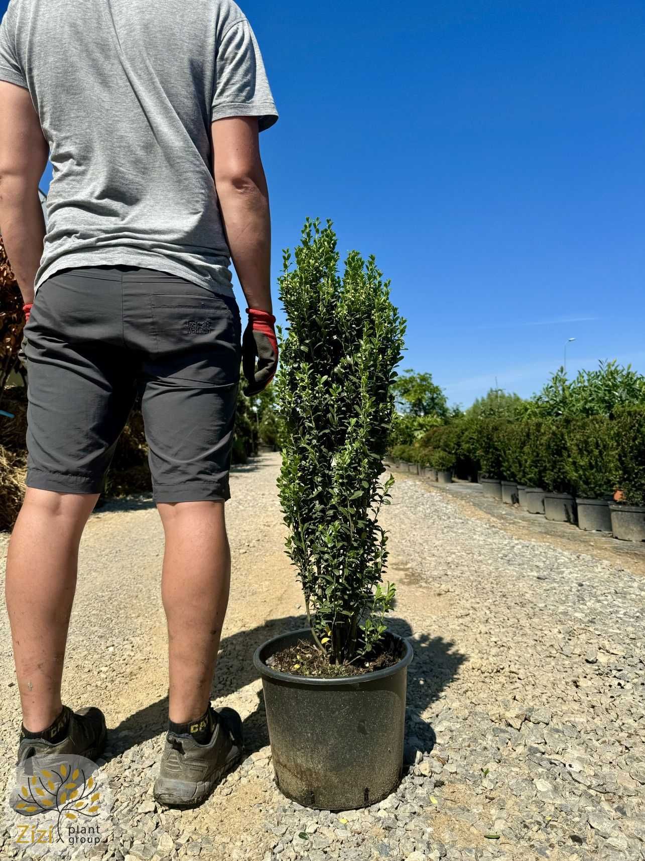 Ilex crenata Fastigiata, Ostrokrzew karbowanolistny, 100-120cm