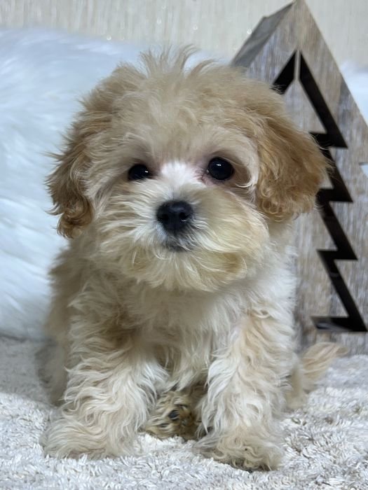 Мікро хлопчик. Мальтипу Ф1.