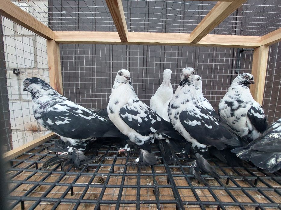 Gołębie widyny czarne