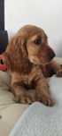 Ostatnia suczka z rodowodem Cocker spaniel angiel