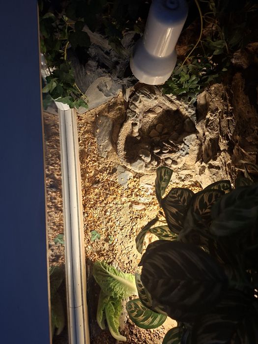 Terarium dla żółwia stepowego