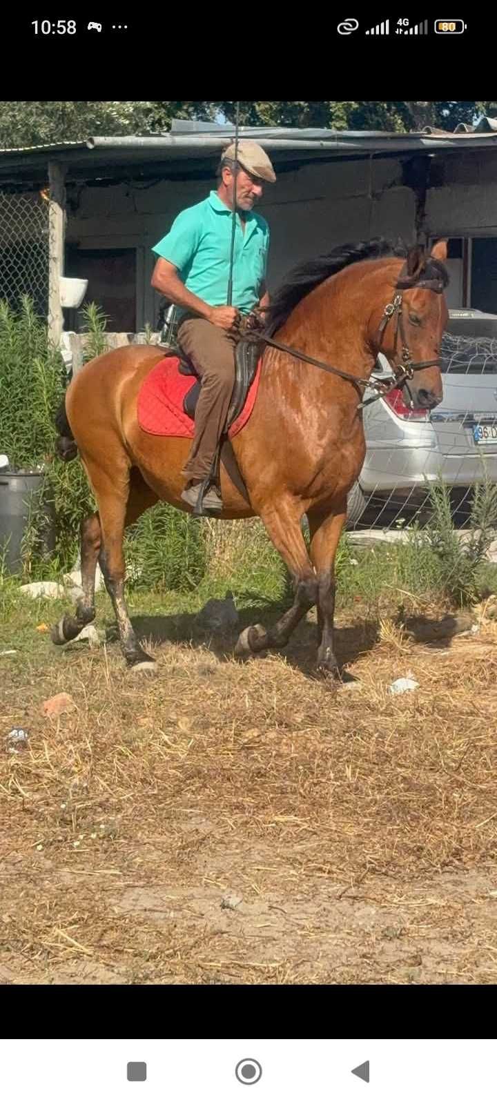 Vendo ou troco cavalo manso da pra qualquer cavaleiro