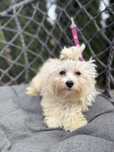 Maltipoo F1 GOTOWE DO ODBIORU tata pudel toy, mama maltańczyk