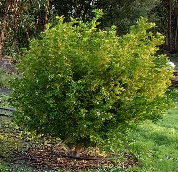 Murta-de-cheiro - Murraya paniculata em vaso - Lote de 5 plantas