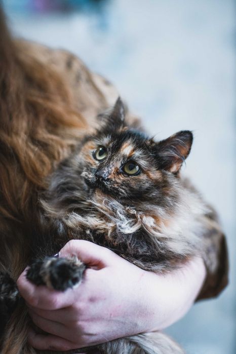 Кошенятко дівчинка 9 місяців шукає сім'ю