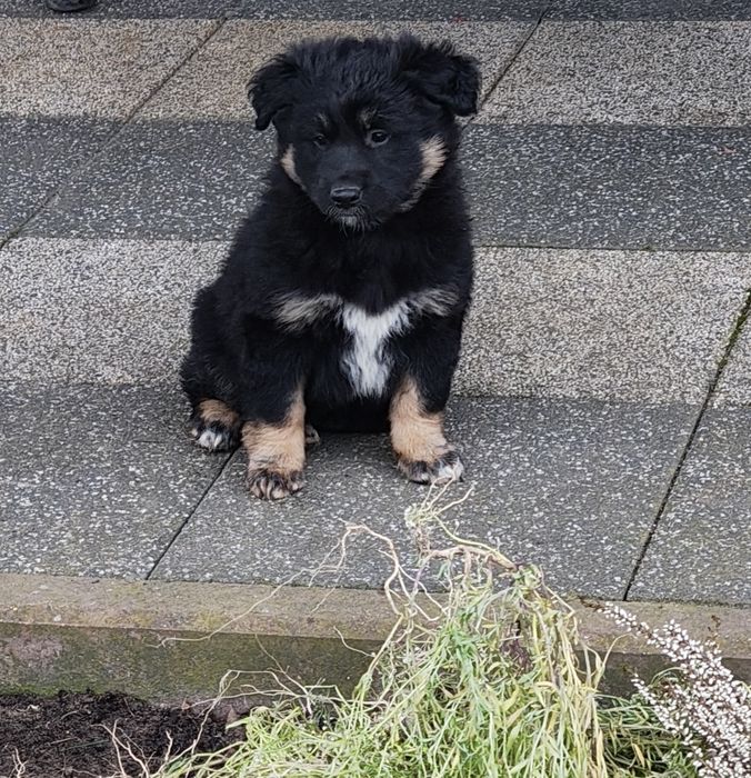 Dwa małe szczeniaki