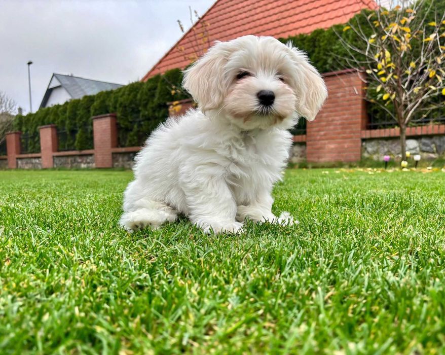 JOWISZ- Hawańczyk z rodowodem ZKwP radosny szczeniak z domowej hodowli