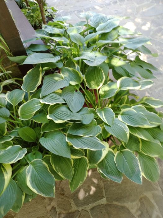 Садова рослина.Хоста.
