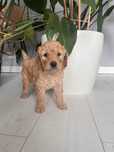 Goldendoodle F1b - piękny chłopczyk