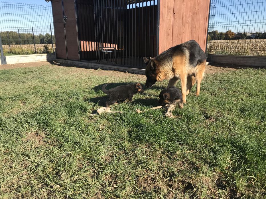 Szczeniaki Owczarek Niemiecki krotkowlosy FCI