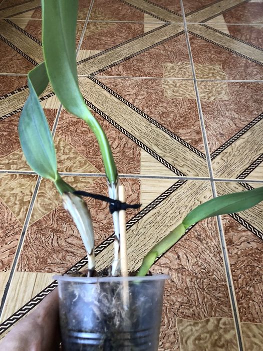 Орхідея каттлея поділка