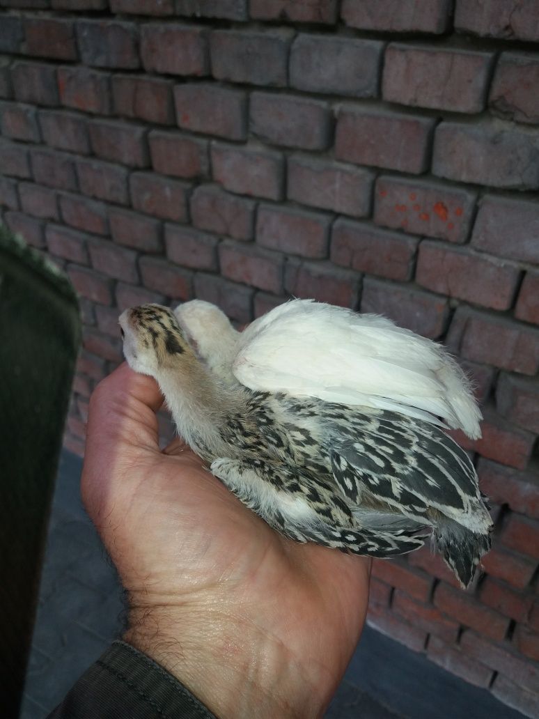 Perliki małe SPRŻEDAM do dalszego howu