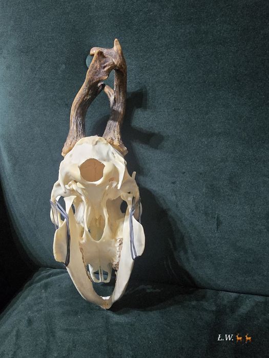 Rogacz kozioł myłkus  do wyceny