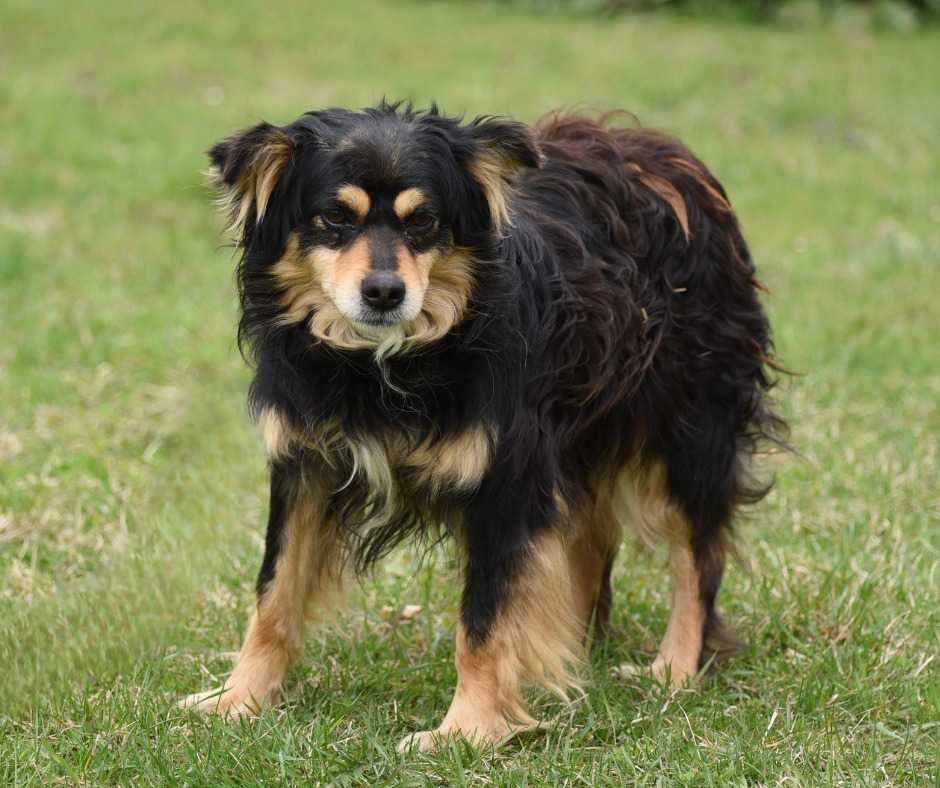 Lancelot - piesek do adopcji